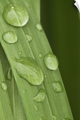 Close up of water droplets on a blade of grass