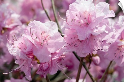 Close up of weeping cherry blossoms, Prunus subhirtella var. pendula.; Providence, Rhode Island.
