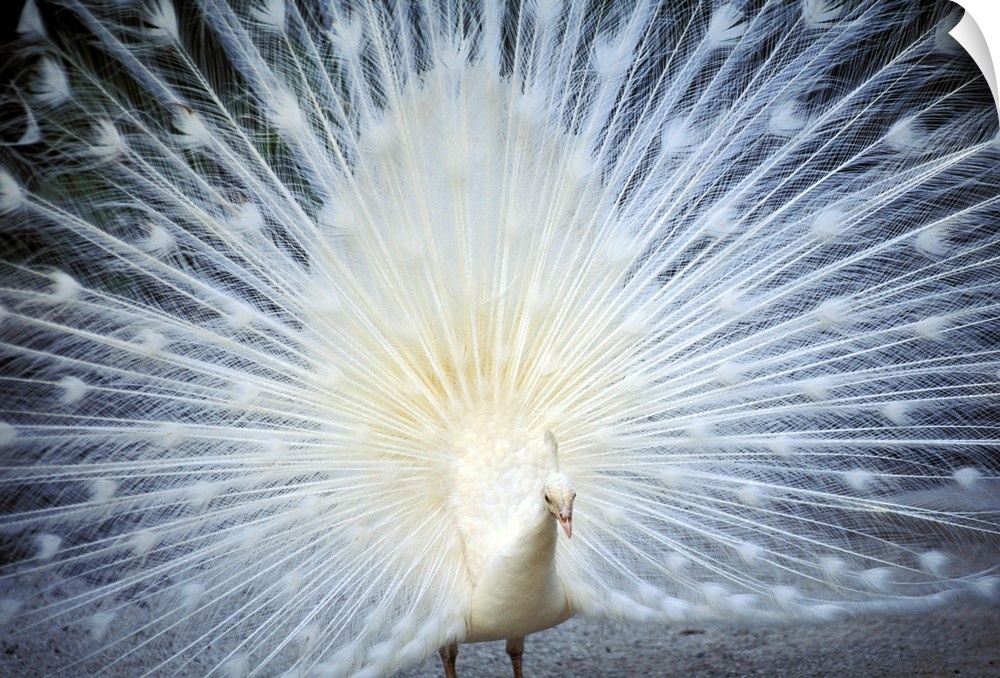 Close-Up Of White Peacock With Feathers Wide-Spread