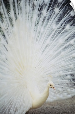 Close-Up Of White Peacock With Feathers Wide-Spread