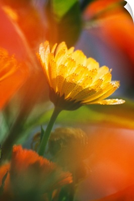 Close-Up Of Wildflower