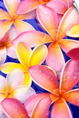Close-Up Of Yellow And Pink Plumeria Flowers, Water Drops
