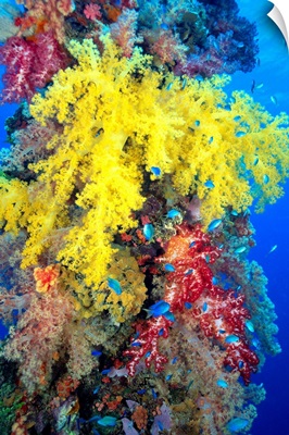 Close-Up Of Yellow And Red Alcyonarian Coral On Life Boat Davit