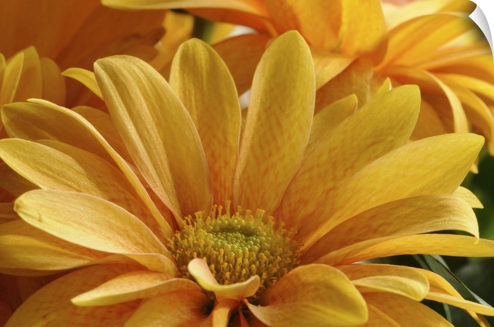Close up of yellow ornamental daisies. Arlington, Massachusetts.
