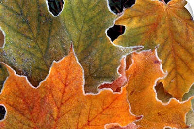 Close up photograph of frosty leaves