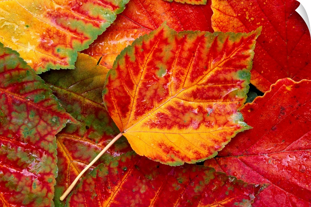 Up close photograph of leaf collage.  The leaves are fall and autumn colored with veining details visible.