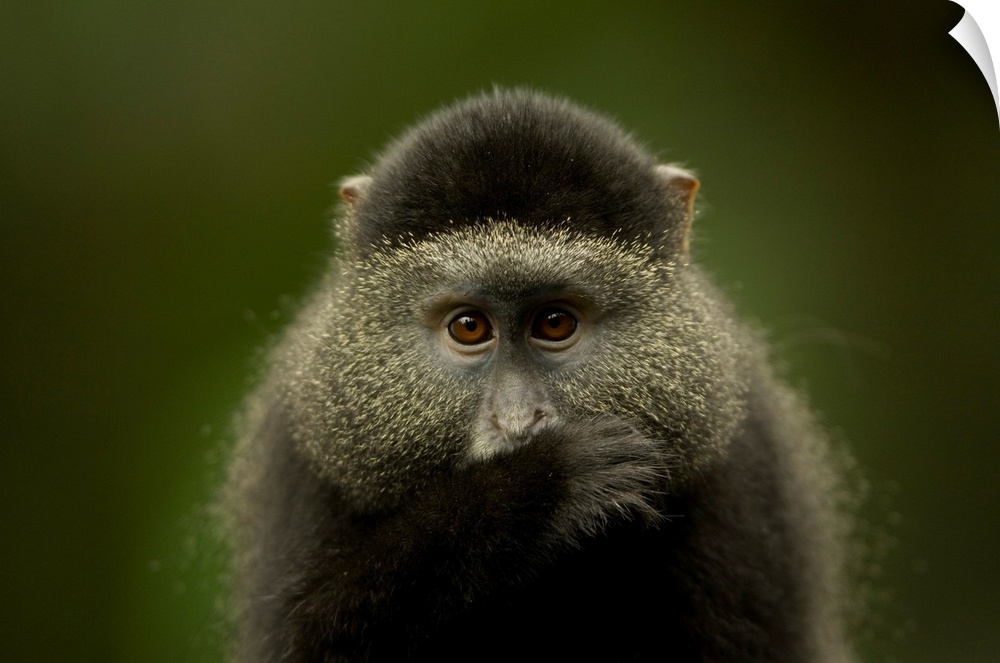 Close-up portrait of a blue monkey (cercopithecus mitis) from the Omaha zoo, Omaha, Nebraska, united states of America.