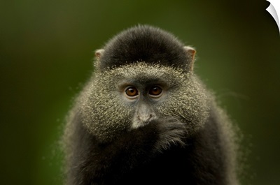 Close-Up Portrait Of A Blue Monkey From The Omaha Zoo, Omaha, Nebraska