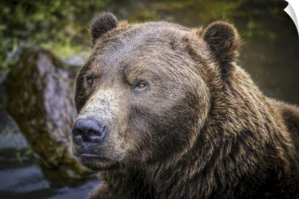 Close-up portrait of a brown bear (Ursus arctos horribilis) at the Fortress of the Bear in Sitka, Sitka, Alaska, United St...