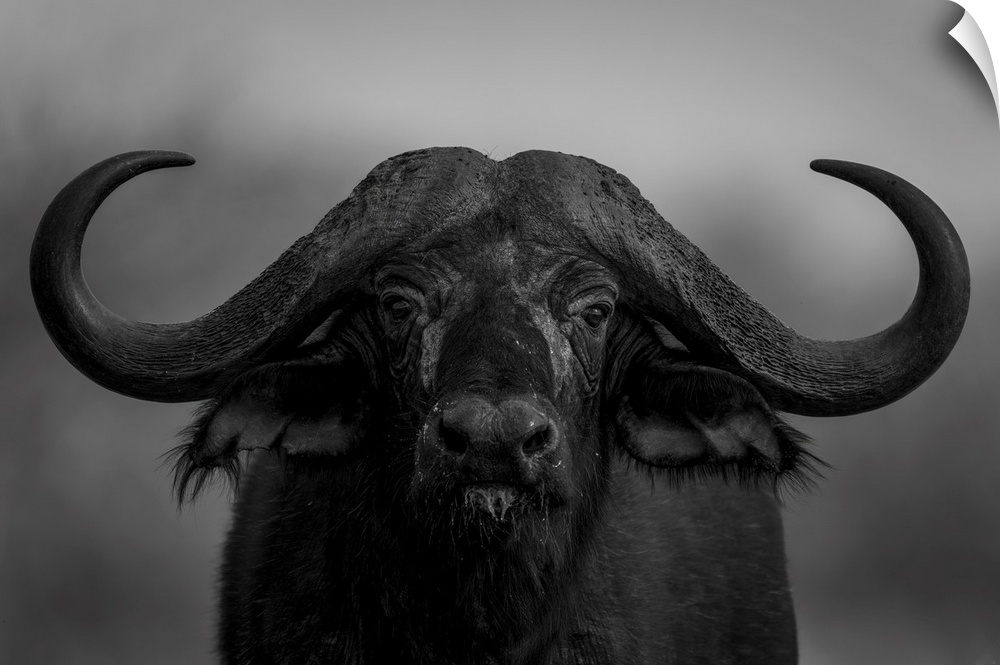 Mono, close-up portrait of a Cape Buffalo (Syncerus caffer) standing, eyeing camera in Segera, Segera, Laikipia, Kenya