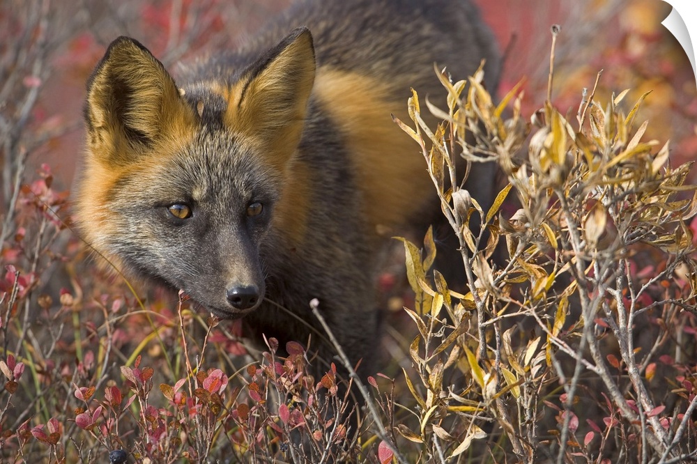 Close up portrait of a cross fox peering through blueberry and willow shrubs in Denali National Park, Alaska, Interior, Fall