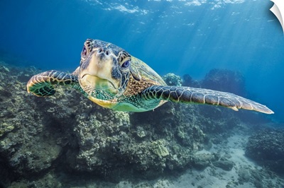 Close-Up Portrait Of A Green Sea Turtle, West Maui, Hawaii, USA