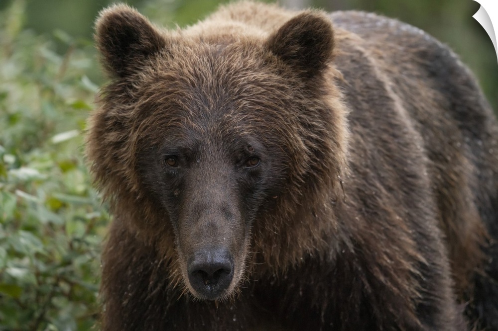 Close-up portrait of a grizzly bear (ursus arctos horribilis). Atlin, British Columbia, Canada.
