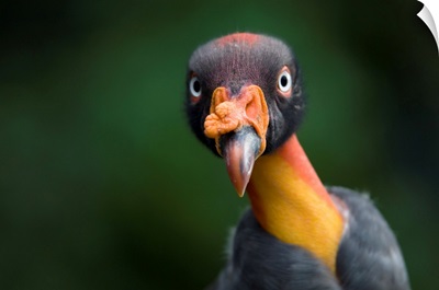 Close-Up Portrait Of A King Vulture At The Sedgwick County Zoo, Wichita, Kansas