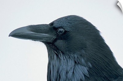 Close-Up Portrait Of A Raven, Yellowstone National Park