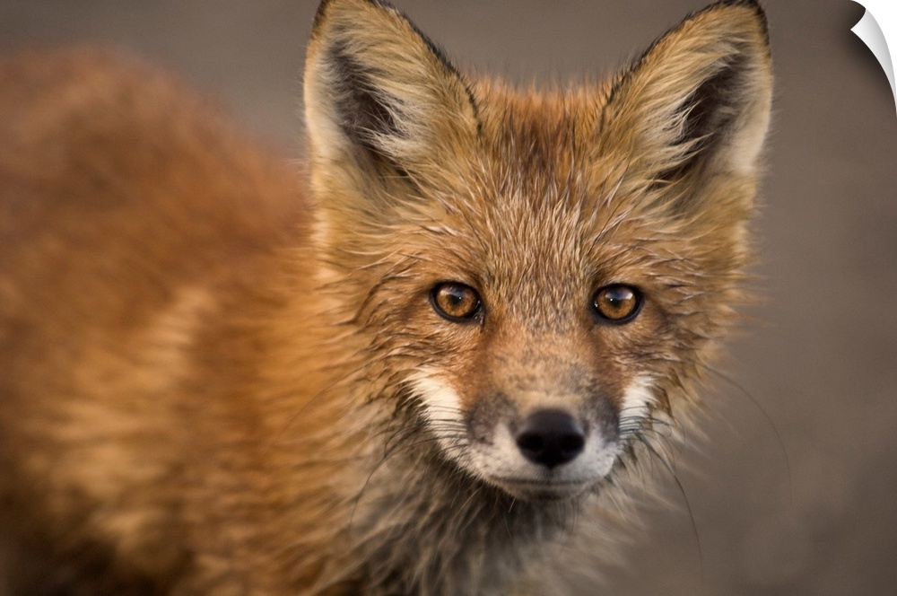 Close up portrait of a red fox during autumn in Denali national park, Alaska.
