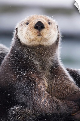 Close Up Portrait Of A Sea Otter In Prince William Sound, Southcentral Alaska