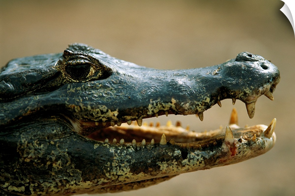 Close-up portrait of a speckled caiman (caiman crocodilus) in the Pantanal region of Brazil. Pantanal, Brazil.