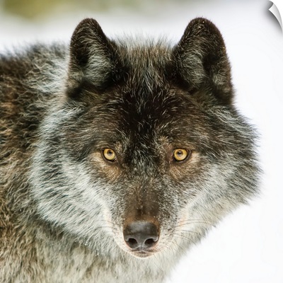 Close-Up Portrait Of A Wolf Looking Into The Camera, Golden, British Columbia, Canada