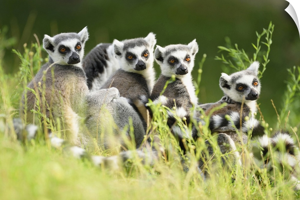 Close-up Portrait of Four Ring-tailed Lemurs (Lemur catta) sitting in Meadow in summer, Zoo Augsburg, Swabia, Bavaria, Ger...