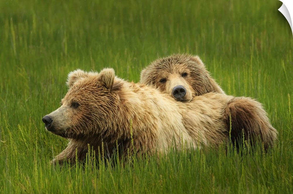 Close-up portrait of two brown bears (Ursus arctos horribilis) relaxing in the grass at Silver Salmon Creek Alaska, United...