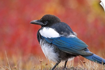 Close up view of a Black Billed Magpie standing in the fall tundra