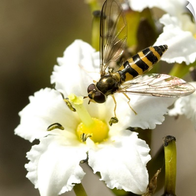 Close up view of a Yellow Jacket sitting on a Deer Cabbage flower