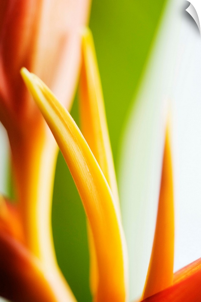 Close-Up View Of Heliconia