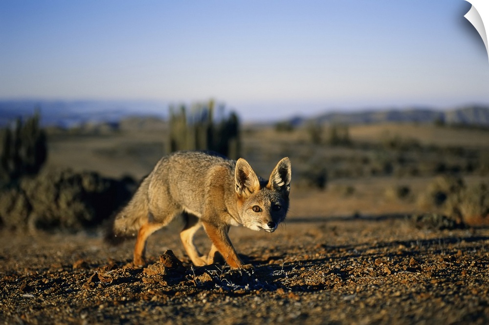 Close view of a gray fox (vulpes cinereoargenteus) eyeing the camera in the Atacama Desert, Chile.
