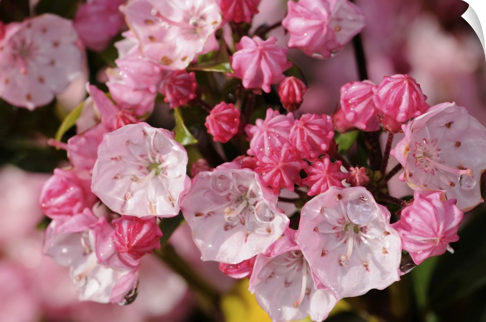 Close view of pink mountain laurel flowers after a rain. Arlington, Massachusetts.