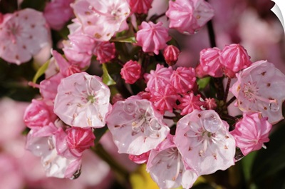 Close View Of Pink Mountain Laurel Flowers After A Rain, Arlington, Massachusetts