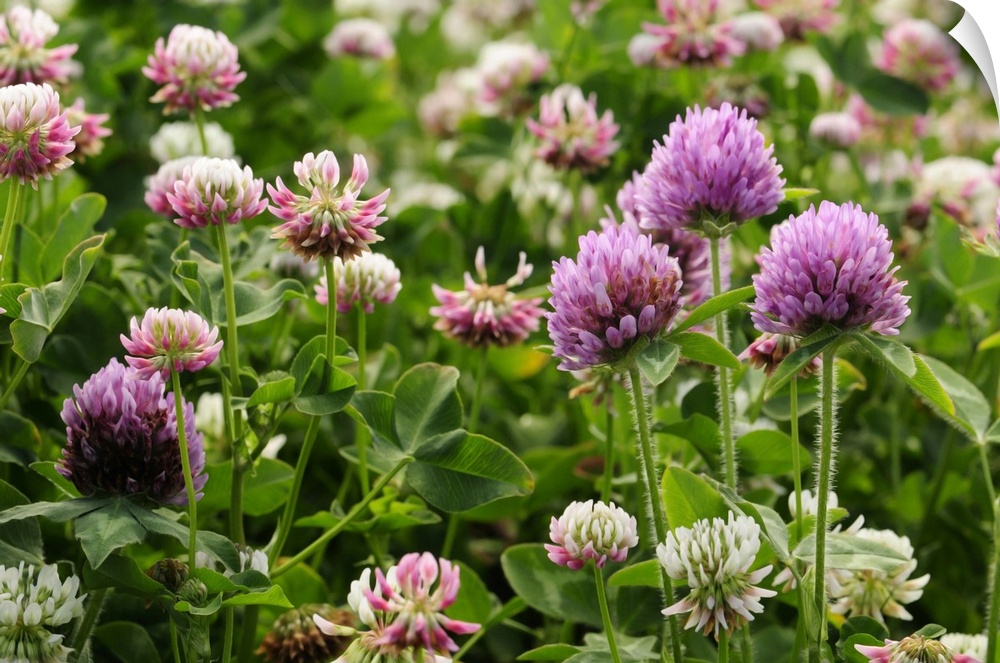 Close view of red and white clover in bloom. Arlington, Massachusetts.
