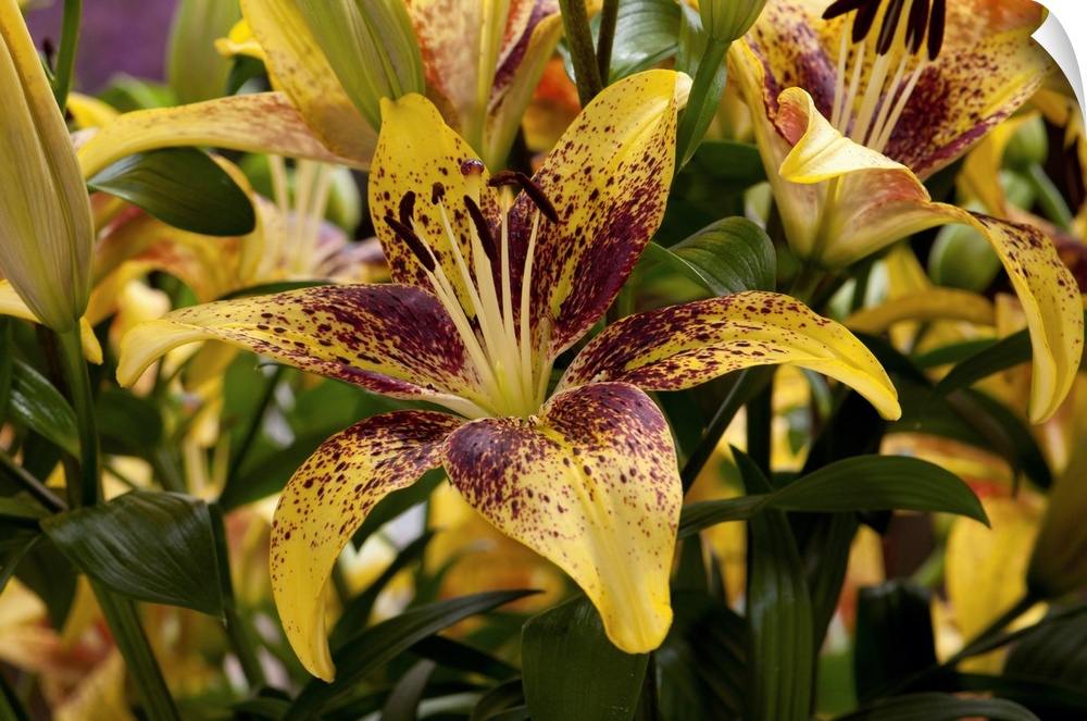 Close view of yellow lilies with red spots. Longwood Gardens, Pennsylvania.