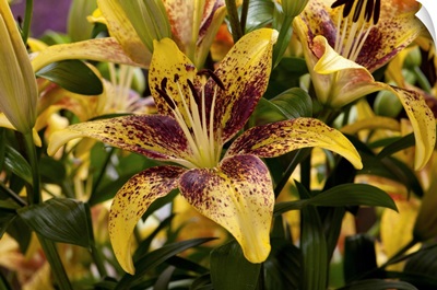 Close View Of Yellow Lilies With Red Spots, Longwood Gardens, Pennsylvania