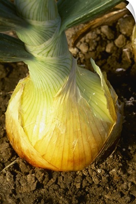 Closeup of a maturing ripe yellow onion in the ground
