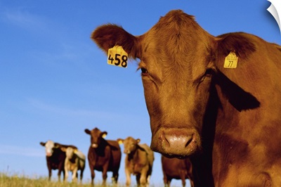 Closeup of a Red Angus cow with other cows in the background