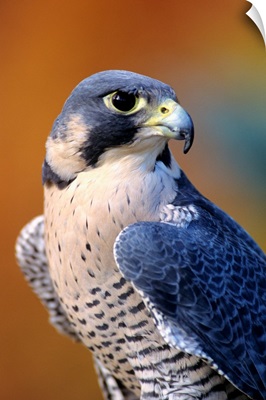 Closeup Of An Adult Male Peregrine Falcon
