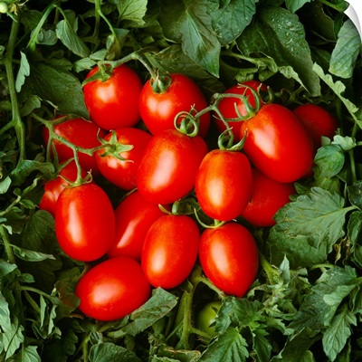 Closeup of mature, ready for harvest, processing tomatoes in the field
