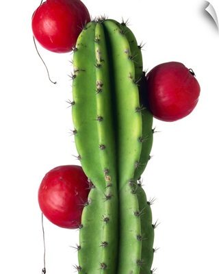 Cluster of red fruit of a cactus commonly grown as a garden plant