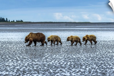 Coastal Brown Bears Walking Across A Tidal Flat, Lake Clark National Park, Alaska