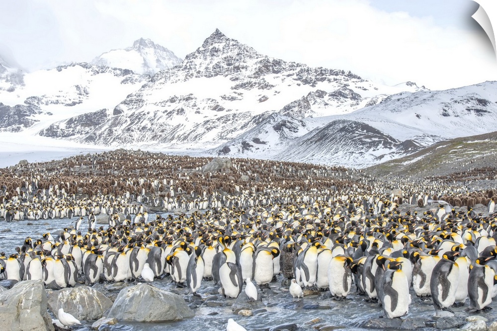 Colony of king penguins, Aptenodytes patagonicus, on South Georgia Island.