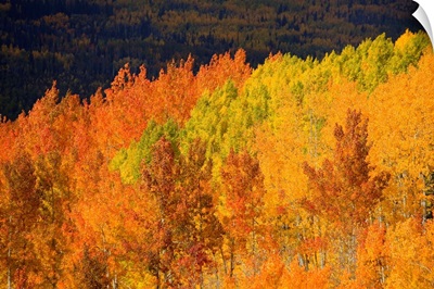 Colorado, Near Steamboat Springs, Autumn Aspen Trees On Buffalo Pass