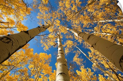 Colorado, Near Steamboat Springs, Buffalo Pass, Yellow Aspen Tree Canopy