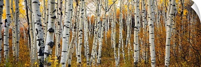 Colorado, Steamboat, Aspen Tree Trunks In Grove With Yellow Autumn Leaves