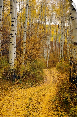 Colorado, Yellow Aspen Leaves On Country Road