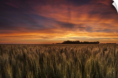 Colorful Sky At Sunrise Over A Wheat Field, Saskatchewan, Canada
