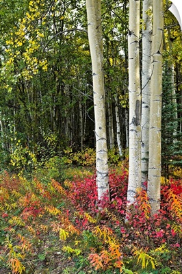 Colorful view of Aspen tree trunks and Fall foliage, Kenai Peninsula in Southcentral