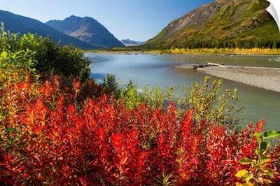 Colourful foliage, South of Denali National Park and Preserve, Interior Alaska