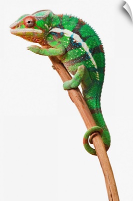 Colourful Panther Chameleon on a white background