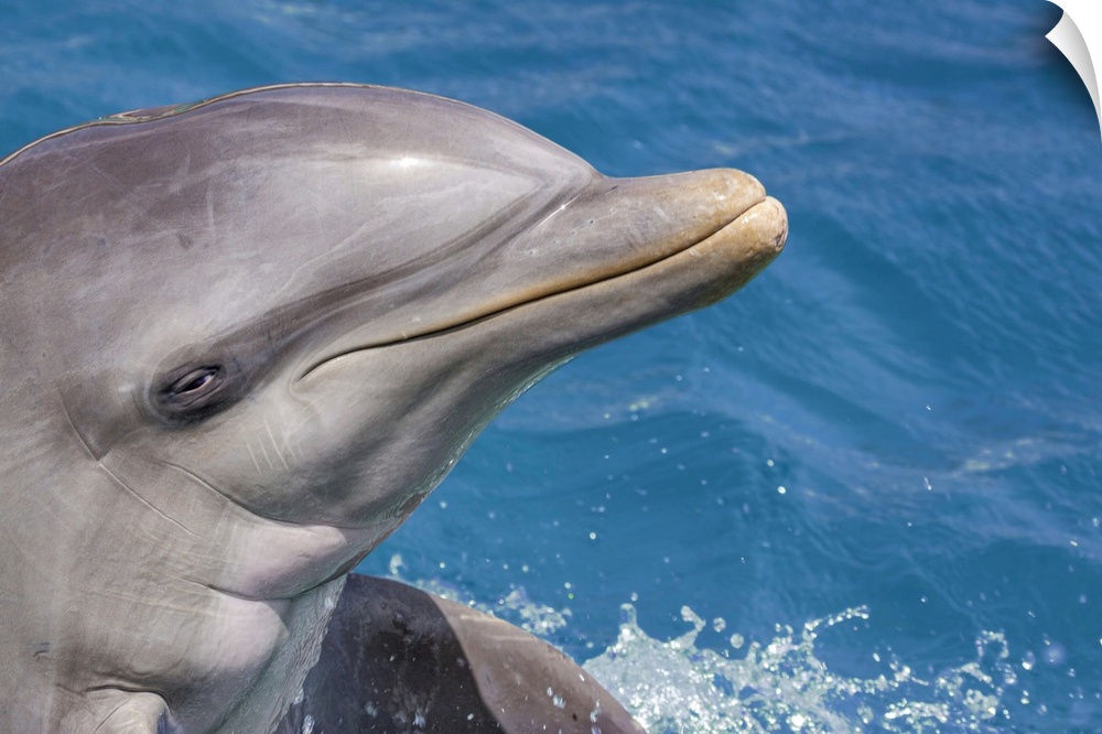 Common bottlenose dolphin (tursiops truncatus) portrait. Curacao, Netherlands, Antilles.